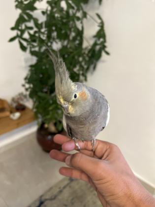 תוכי קוקטייל האכלת יד מוטבע
