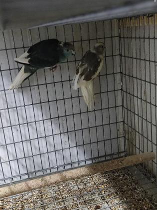 זוג קקריקים יפייפיים זכר כחול