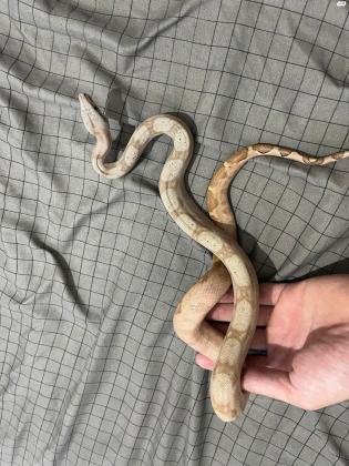 הוג איילנד בת 4 חודש מהממת ביופייה