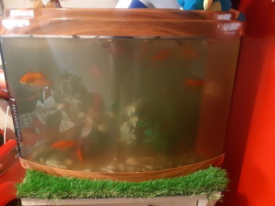 למכירה אקווריום כולל דגים וכולל השידה