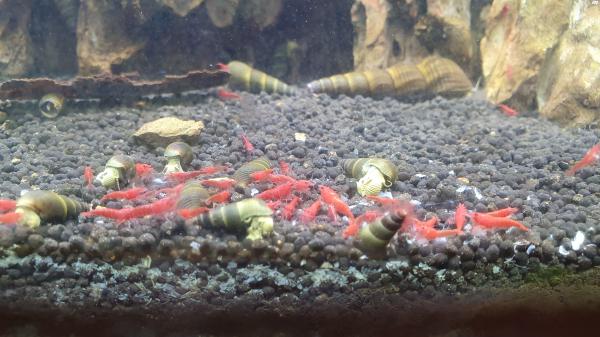 למכירה חלזונות רגל ארנבת בגודל