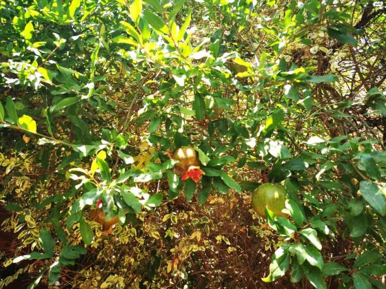 עמיקם שמאי 36