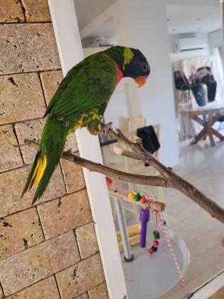 תוכי לורי עם כלוב וסטנד