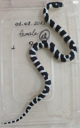 קינג סנייק קליפורניה יפים מאוד,