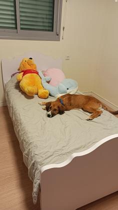 מיטת נוער של רהיטי דורון,