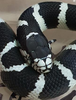 קינג סנייק קליפורניה יפים מאוד,