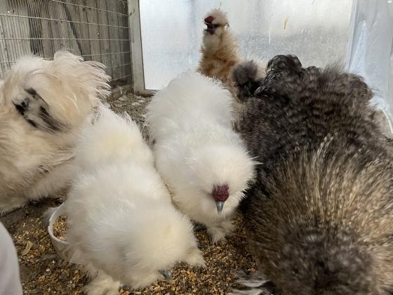 למכירה תרנגולות משי זכרים בלבד