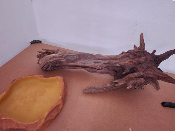 גזע עץ ענק 120