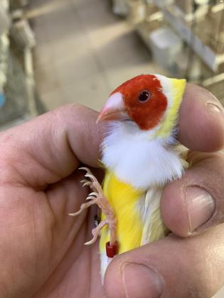 למכירה זוג גולדנים לוטינו זכר