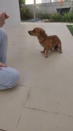 נמצאה כלבה מעורבת - סוג של פינצ'ר