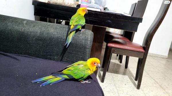 קוניור שמש שני גוזלים בני