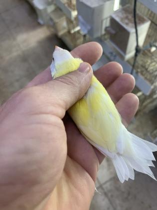 למכירה זוג גולדנים לוטינו זכר