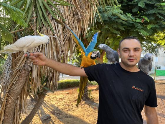 ג״אקו אפריקאי זנב אדום, אנרגטי