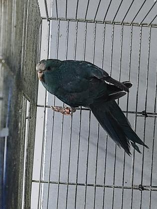 זוג קקריקים יפייפיים זכר כחול