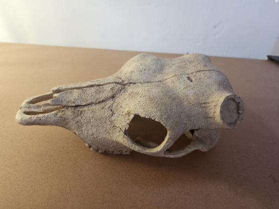 גזע עץ ענק 120