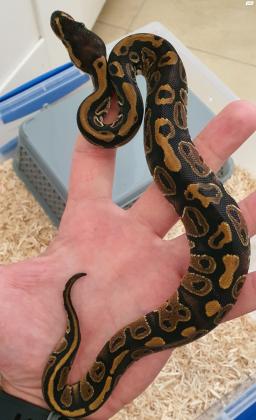 פיתון מתכדר מופע 100% הט