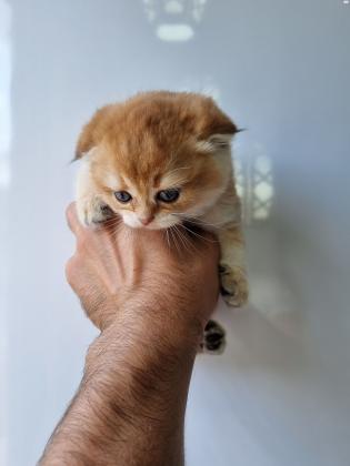 סקוטי פולד וסטרייט גולדן, מוכנים