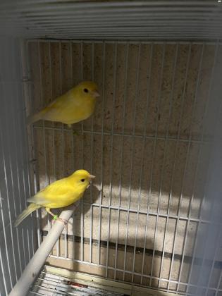 כנרים רוסים יפיפיים מבית גידול