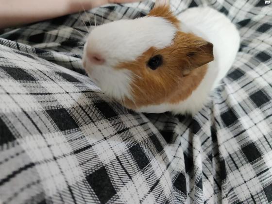 למכירה שרקנים זכרים 2