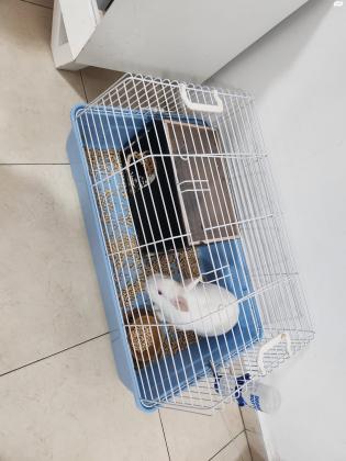 ארנב ננסי מעורב ומטופח