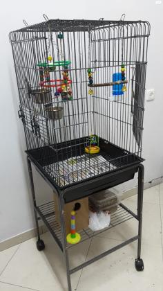 תוכי קוואקר כחול בן חצי