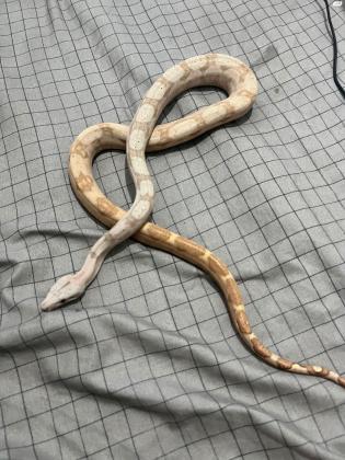 הוג איילנד בת 4 חודש מהממת ביופייה