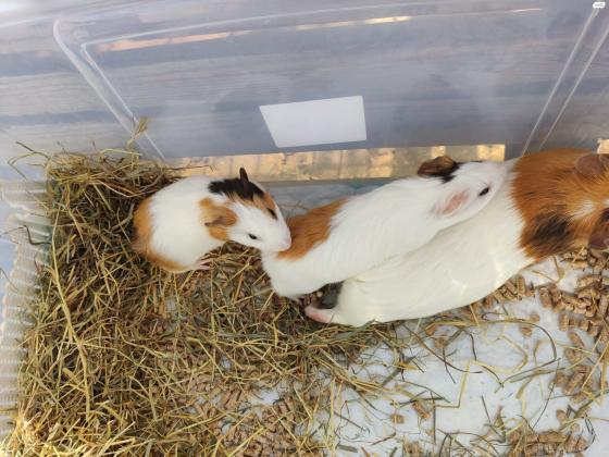 למכירה שרקנים זכרים 2