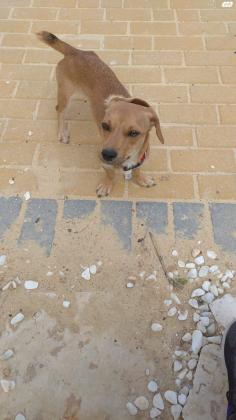 נמצאה כלבה מעורבת - סוג של פינצ'ר