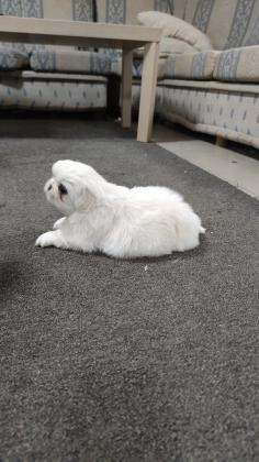 גור פקינז מהמם למכירה צבע