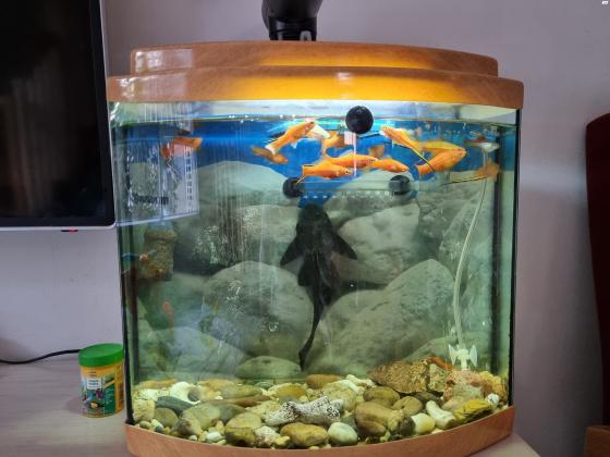אקווריום פנורמי, 40*25 מחיר 250