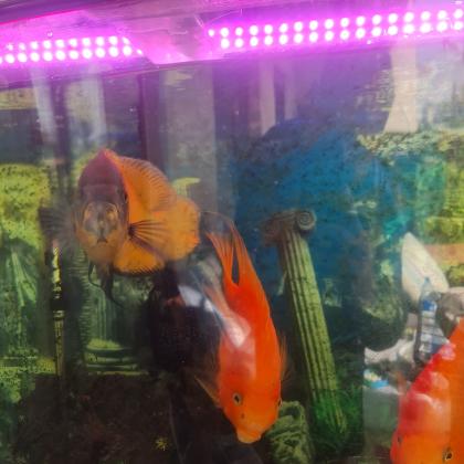 דגים טורפים לאקווריום גדול