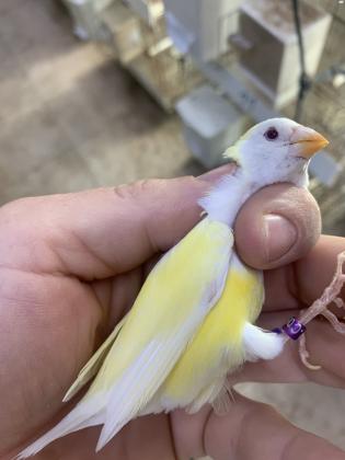 למכירה זוג גולדנים לוטינו זכר