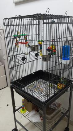 תוכי קוואקר כחול בן חצי