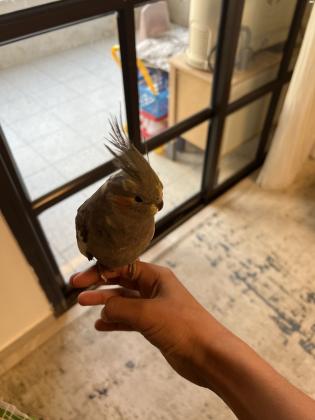 תוכי קוקטייל האכלת יד מוטבע