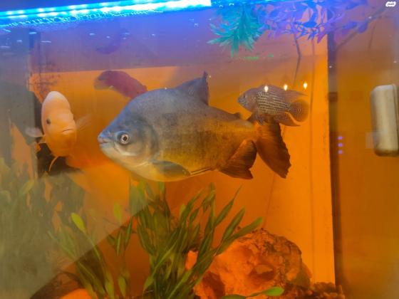 דג פאקו ענקי גודל 20