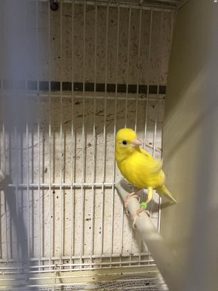 כנרים רוסים יפיפיים מבית גידול