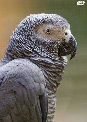 ג״אקו אפריקאי זנב אדום, אנרגטי