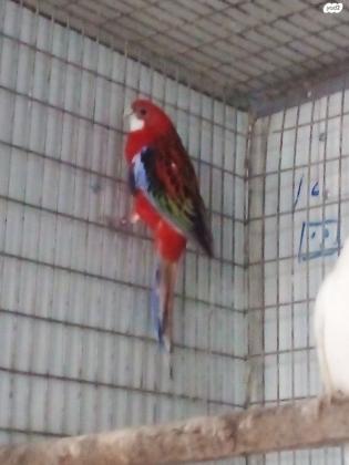 רוזלה בטן אדומה למכירה או