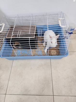 ארנב ננסי מעורב ומטופח