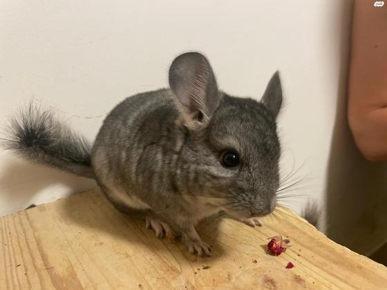 גורי צינצילה מתוקים ממש ומורגלים,