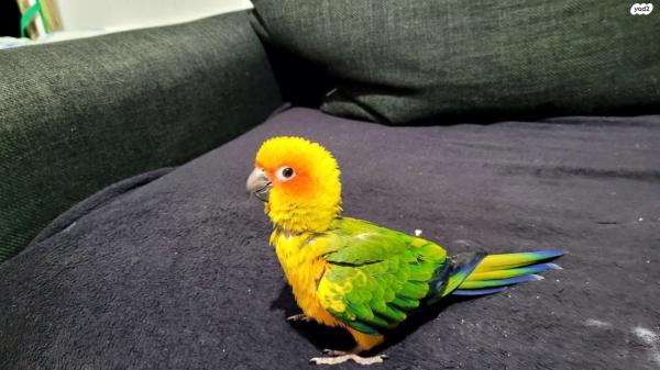 קוניור שמש שני גוזלים בני