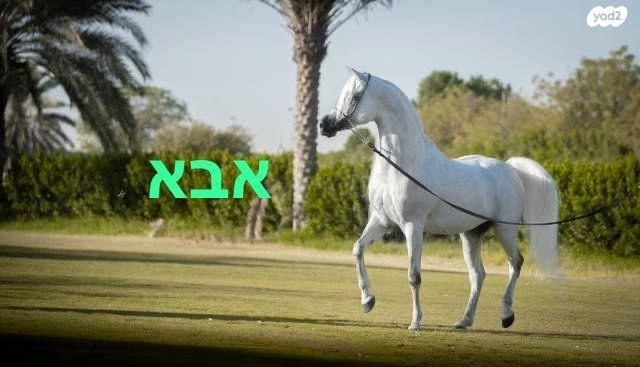 סוסים - סייח ערבי עם תעודות בן | מודעה-1047493