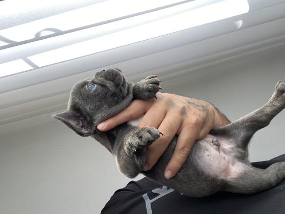 גורי בולדוג צרפתי יפיפיים בני