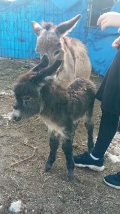 בס"דלמכירה חמור מיניאטורי מחווה הראשונה