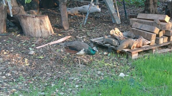 למכירה נקבת טווס בת כ