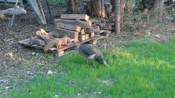 למכירה נקבת טווס בת כ
