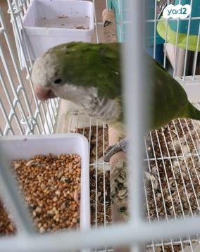 תוכי מדבר חכם מאוד הולך