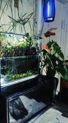 פלודריום מדהים פשוט הגדה עם