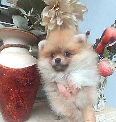 נקבה פומרניין בת חודשיים