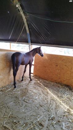 סייח ערבי מצרי עם תעודות